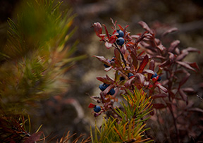 Closeup of flower in a field