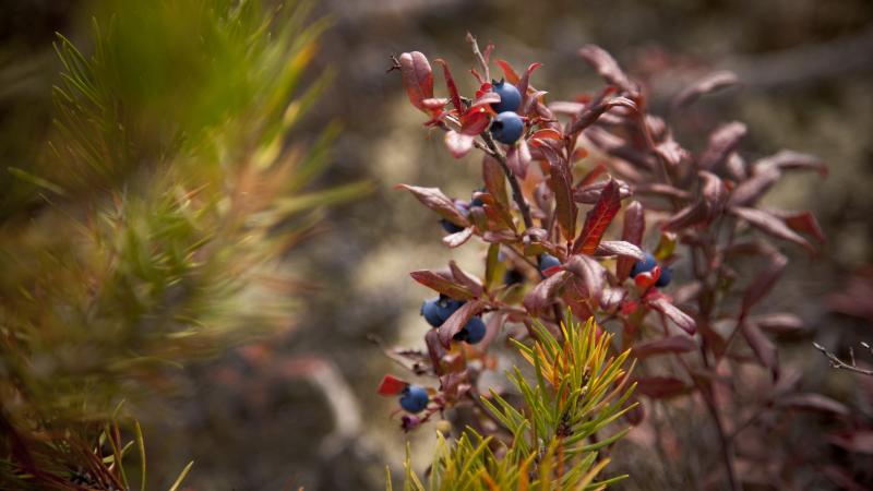 Closeup of a berry bush