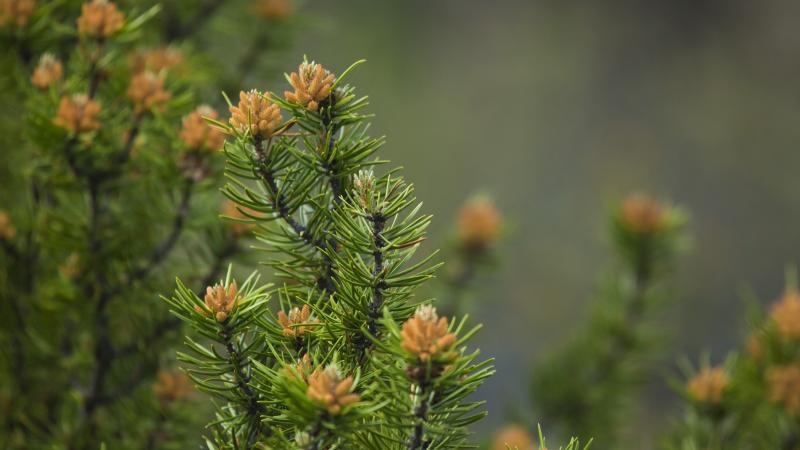 Closeup of a shrub