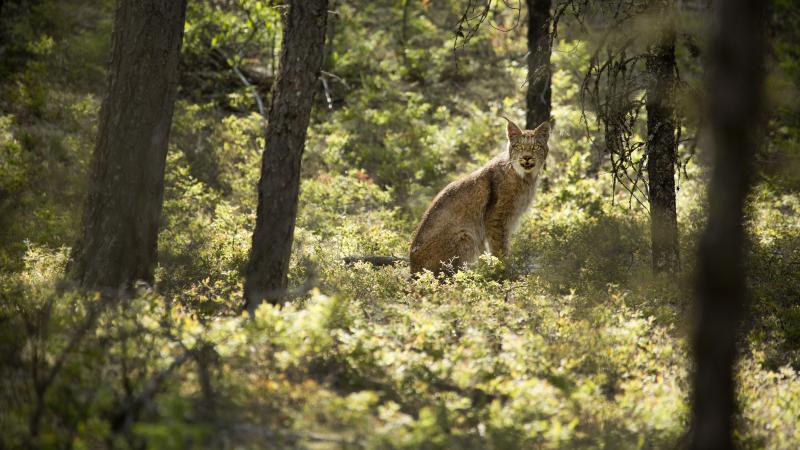 Bobcat in forest looking back at camera